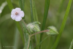Trichodesma inaequale
